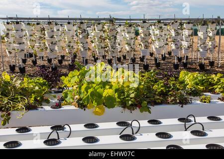 DEMONSTRATION VON URBAN FARMING, SAINT-CYR L ' ECOLE (78) YVELINES, ILE DE FRANCE, FRANKREICH Stockfoto