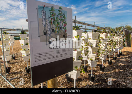 DEMONSTRATION VON URBAN FARMING, SAINT-CYR L ' ECOLE (78) YVELINES, ILE DE FRANCE, FRANKREICH Stockfoto