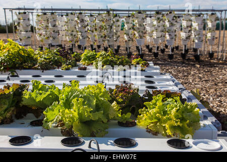 DEMONSTRATION VON URBAN FARMING, SAINT-CYR L ' ECOLE (78) YVELINES, ILE DE FRANCE, FRANKREICH Stockfoto