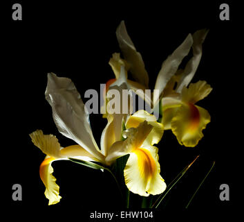 gelbe und weiße Iris Blume isoliert auf hinteren Hintergrund, Hintergrundbeleuchtung Stockfoto