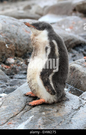 Pinguin Küken in der Antarktis. Gentoo Penguin. Pygoscelis Papua. Stockfoto