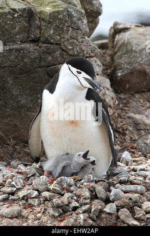Pinguin Küken und nach Pinguin Familie in der Antarktis. Kinnriemen Pinguine. Zügelpinguin Küken. Pygoscelis Antarctica. Stockfoto