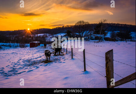 Sonnenuntergang über Kühe in einem verschneiten Hof-Feld im Carroll County, Maryland. Stockfoto