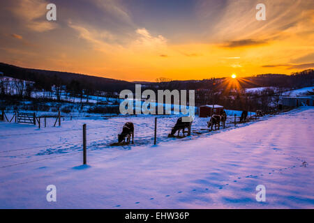 Sonnenuntergang über Kühe in einem verschneiten Hof-Feld im Carroll County, Maryland. Stockfoto