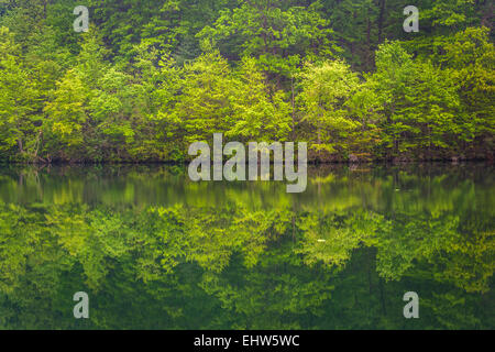 Bäume im Prettyboy Reservoir in Baltimore County, Maryland. Stockfoto