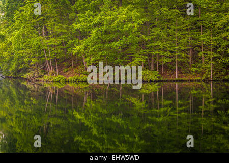 Bäume im Prettyboy Reservoir in Baltimore County, Maryland. Stockfoto