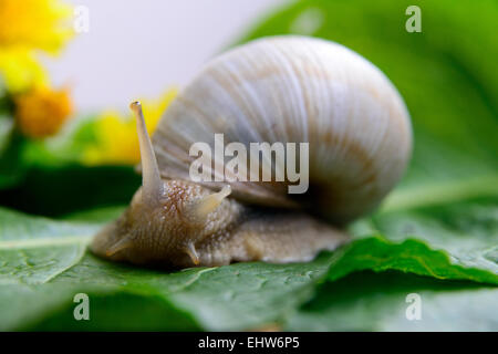 Große Schnecke auf einem grünen Blatt und gelbe Blumen Stockfoto