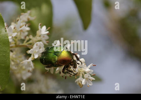 Cetonia Aurata, Rose Chafer Stockfoto