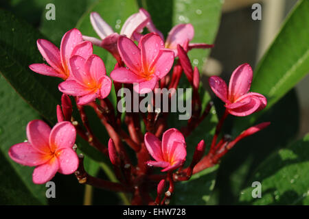 Rosenstrauss blühen rosa Frangipani Blüten Stockfoto