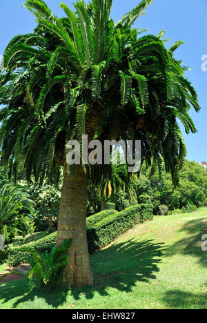 Durban, KwaZulu-Natal, Südafrika, kritisch bedrohte, Wood's Cycad, Encephalartos woodii, im Botanischen Garten, 1895 gepflanzt Stockfoto