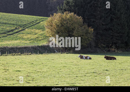 Weideland im Herbst, Holperdorp, Deutschland Stockfoto