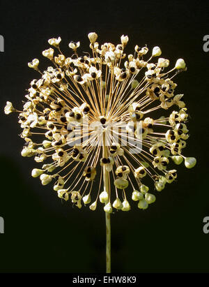 Allium Stockfoto