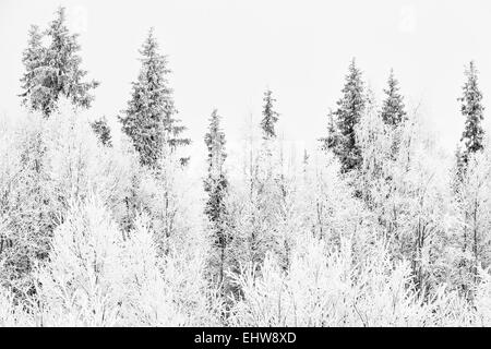 Raureif bedeckt Bäume, Lappland, Schweden Stockfoto