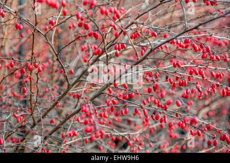 Berberis Thunbergii Beeren auf Zweigen zahlreiche rote Herbst Stockfoto