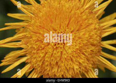 Calendula Officinalis, Ringelblume, Ruddles Stockfoto