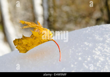 Gelbe Ahornblatt auf Schnee, Nahaufnahme Stockfoto