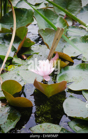 Seerosen blühen im Teich Stockfoto