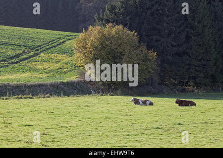 Weideland im Herbst, Holperdorp, Deutschland Stockfoto