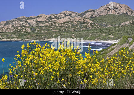 Spartium Junceum, Ginsters, Corsica Stockfoto