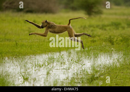 Weibliche Gelbe Pavian Papio Cynocephalus über eine Pfütze springen. Stockfoto