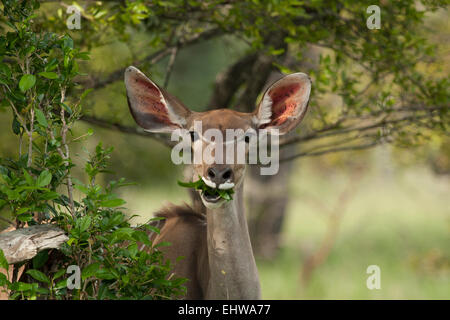 Weibliche große Kudu (Tragelaphus Strepsiceros) einige Blätter kauen. Stockfoto