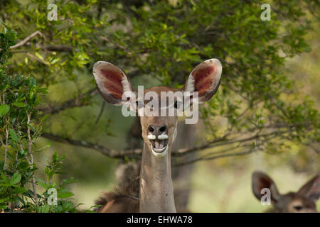 Weibliche größere Kudu (Tragelaphus Strepsiceros) Mund zu öffnen. Stockfoto