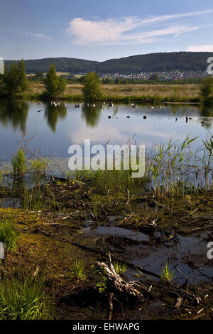 Das große Torfmoor in Lübbecke in Deutschland. Stockfoto