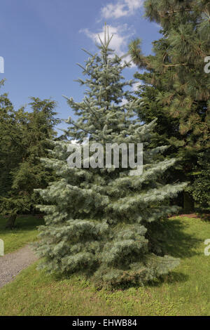 Abies Concolor, Colorado weiße Tanne Stockfoto