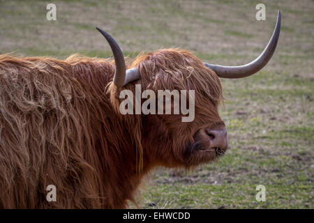 Highland Kuh drehen und vor der Kamera. Kopf geschossen mit Hörnern und detaillierte Haar mit starren Augen Stockfoto