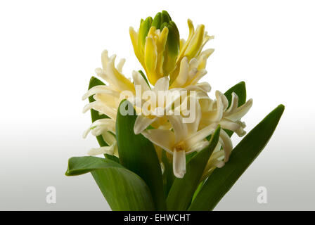 Weiße Hyazinthe (Hyacinthus Orientalis) auf einem hellen Hintergrund. Stockfoto