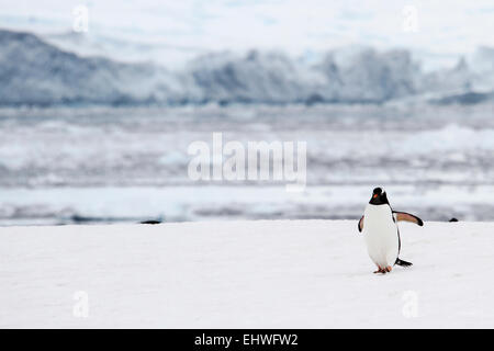 Gentoo Penguins (Pygoscelis Papua). Gentoo Pinguine bis zu Längen von 70 Zentimetern und Leben in großen Kolonien auf Antarktis ist Stockfoto