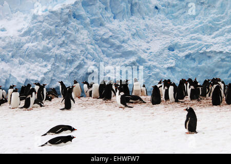 Gentoo Penguins (Pygoscelis Papua). Gentoo Pinguine bis zu Längen von 70 Zentimetern und Leben in großen Kolonien auf Antarktis ist Stockfoto