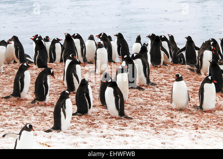 Gentoo Penguins (Pygoscelis Papua). Gentoo Pinguine bis zu Längen von 70 Zentimetern und Leben in großen Kolonien auf Antarktis ist Stockfoto