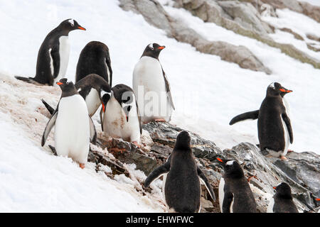Gentoo Penguins (Pygoscelis Papua). Gentoo Pinguine bis zu Längen von 70 Zentimetern und Leben in großen Kolonien auf Antarktis ist Stockfoto