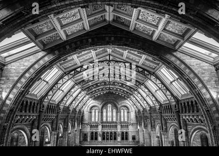 Detail des kunstvollen Deckendachs des Natural History Museum, London Stockfoto