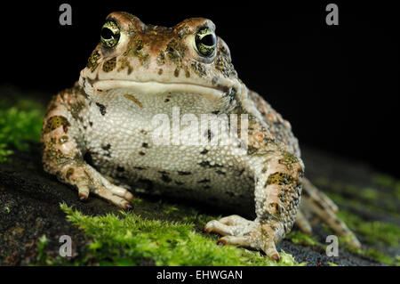 Natterjack Kröte (Epidalea Calamita, ehemals Bufo Calamita) ist eine Kröte, die ursprünglich aus Sand- und Heidelandschaft Gebieten Nordeuropas Stockfoto