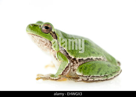 [Gefangenen] Sardische Laubfrosch oder Tyrrhenische Laubfrosch (Hyla Sarda), Sardinien, Italien | Der Tyrrhenische Oder Auch Sardische Laubf Stockfoto