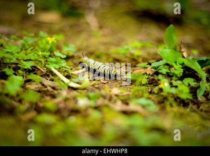 Eine leuchtend gelbe und schwarze Raupe auf Dschungel Boden (flachen DoF) Stockfoto
