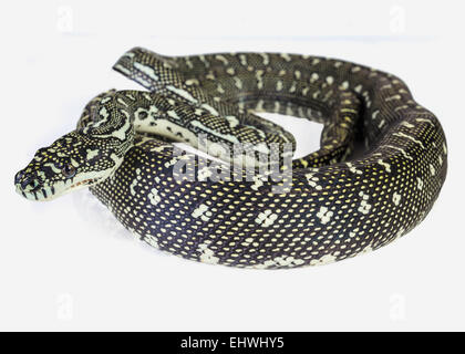 ein Diamant-Python, zusammengerollt auf einem weißen Hintergrund. Stockfoto