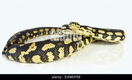 ein Dschungel-Teppich-Python (Morelia Spilota Cheynei), zusammengerollt auf einem weißen Hintergrund. Stockfoto