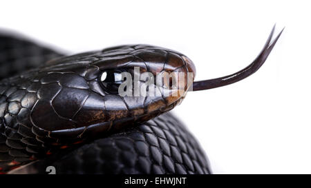 Eine Rotbauch schwarze Schlange (Pseudechis Porphyriacus) aus nächster Nähe auf weißem Hintergrund Stockfoto