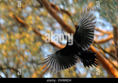 Fliegende Schwarzspecht in der Nähe der Nest-Mulde in der Tanne Stockfoto