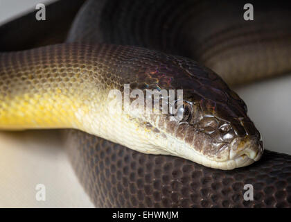 ein Close Up von einem Wasser-Python Stockfoto