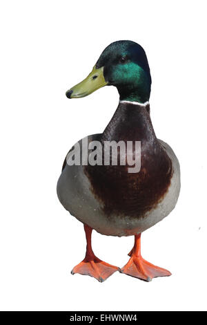 eine hübsche Ente Stockfoto