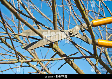 Schneiden Sie trim Pflaume Frucht Ast mit Vintage Clippers Schere im Frühlingsgarten Stockfoto