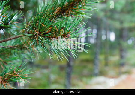 Zweig der Kiefer, Nahaufnahme Stockfoto