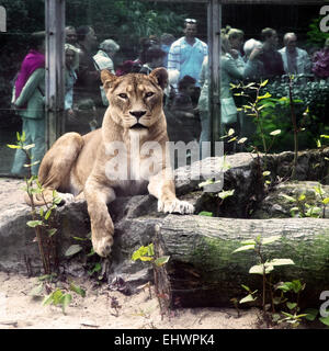 Löwen und Menschen, Duisburger Zoo, Deutschland. Stockfoto