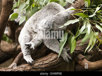 Schlafender Koala, Duisburger Zoo, Deutschland. Stockfoto