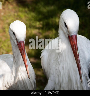 Storch paar, Zoo Duisburg, Deutschland. Stockfoto
