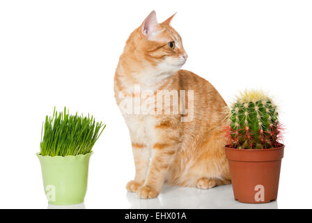 Rote Katze wählt was zu essen - grass oder Kakteen. Stockfoto